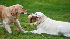 Fun Toys Keep Pets Happy