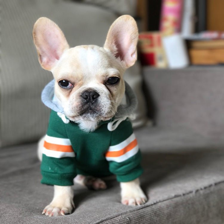 Why Your Pet Deserves a Cozy Sweater