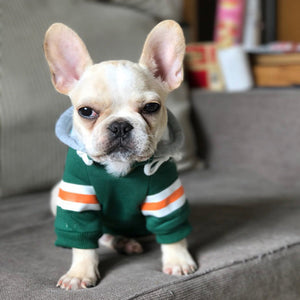 Why Your Pet Deserves a Cozy Sweater