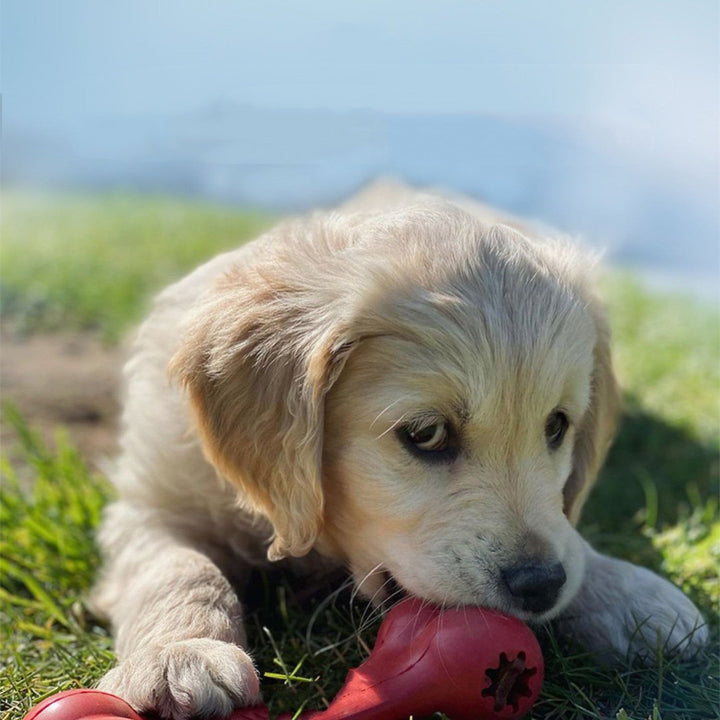 The Ultimate Chew Toy for Your Furry Friend
